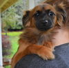 Bijou a Pomeranian mix puppy