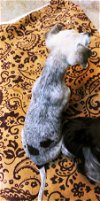 Lazio A Blue Heeler-Jack Russell puppy