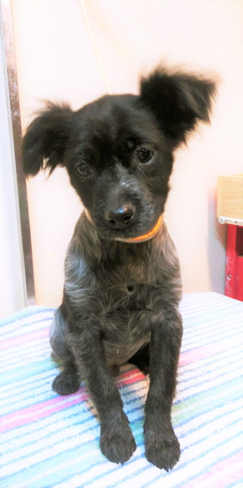 Trevi a Dachshund-Terrier mix