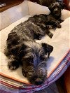 Buster A Dachshund-Cairn Terrier puppy