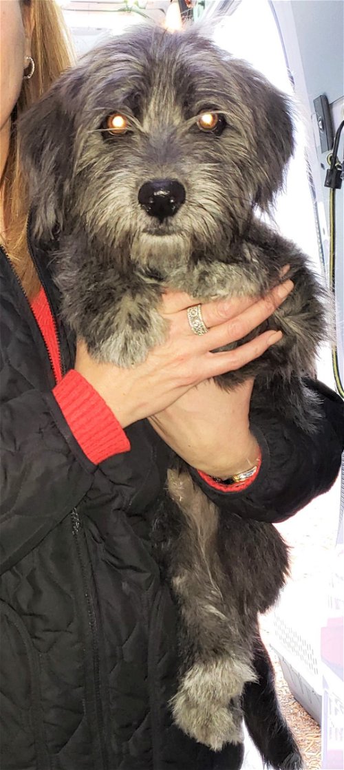 Hachi a Dachshund-Cairn Terrier puppy