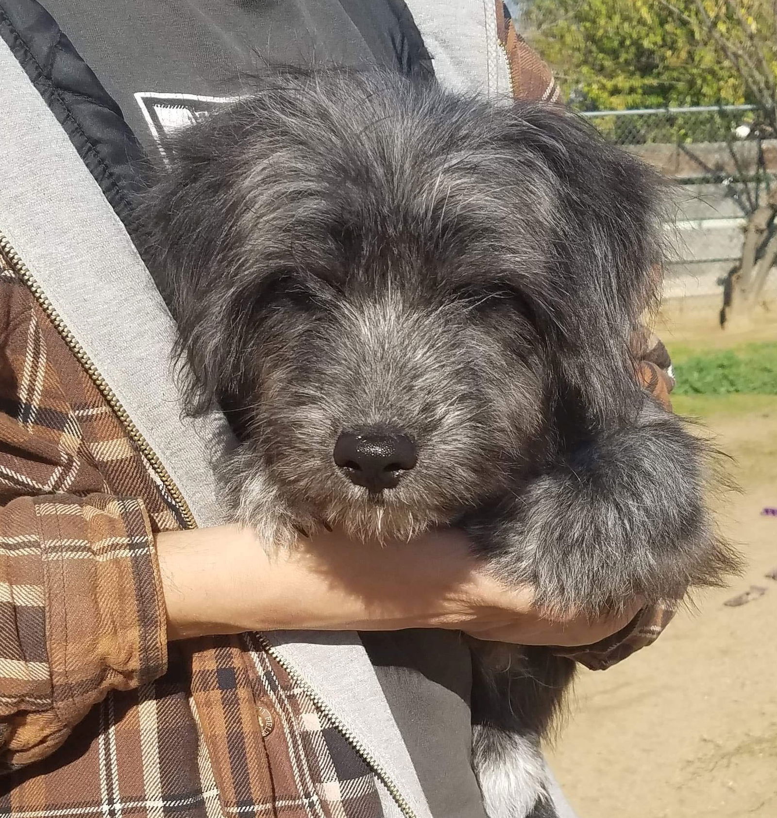 Cairn terrier store and dachshund mix