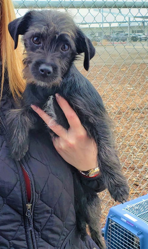 Bambi A Dachshund-Cairn Terrier puppy