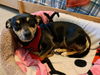 Salina, a Dachshund mix female