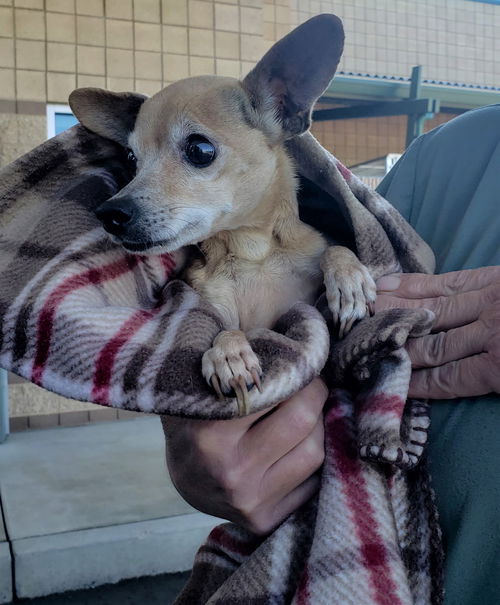 Lyla, a senior chihuahua