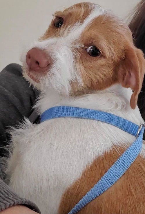 Bella Vita, a female JRT Puppy