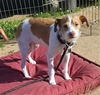 Bella Vita, a female JRT Puppy