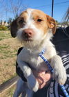 Bella Vita, a female JRT Puppy