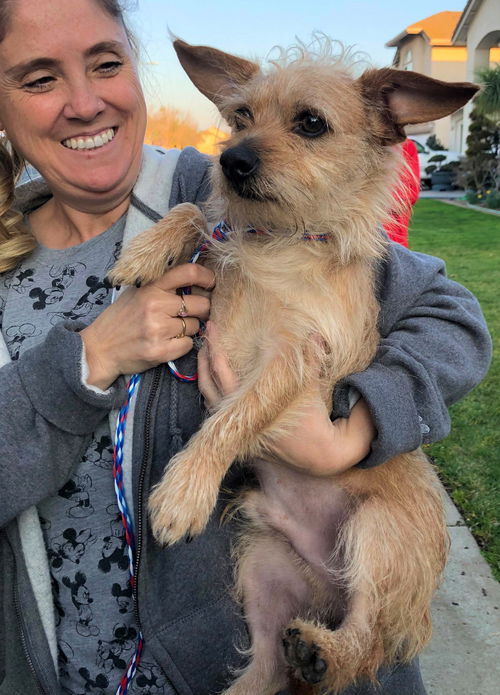 Donny Cortez, a Norwhich Terrier Mix