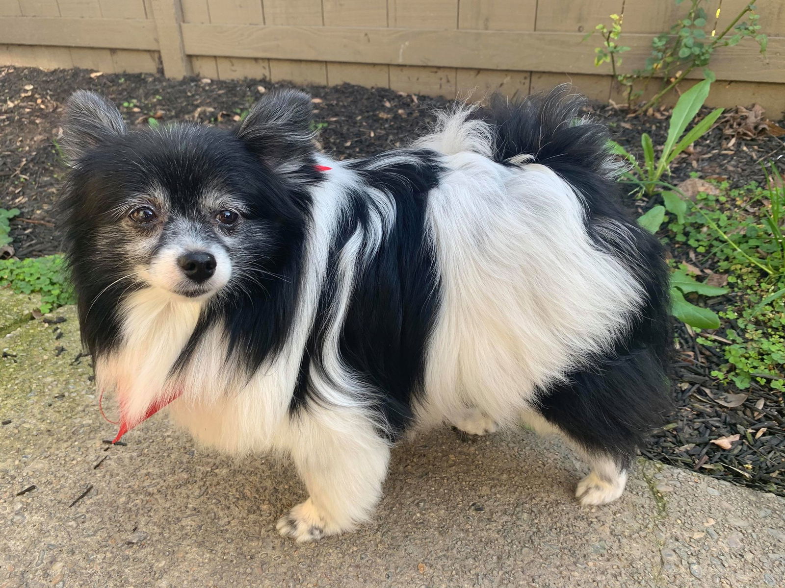 Papillon and pomeranian sales mix