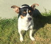 Chloe, a small rat Terrier puppy