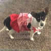 Chloe, a small rat Terrier puppy