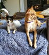 Chloe, a small rat Terrier puppy