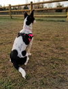 Chloe, a small rat Terrier puppy
