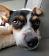 Chloe, a small rat Terrier puppy
