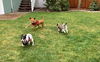 Chloe, a small rat Terrier puppy