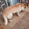 Sahara, a Goldendale mix female