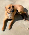 Sherby a young male darling