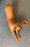 Sherby a young male darling