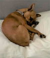 Sherby a young male darling