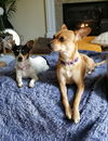 Sassy an Italian Greyhound Mix