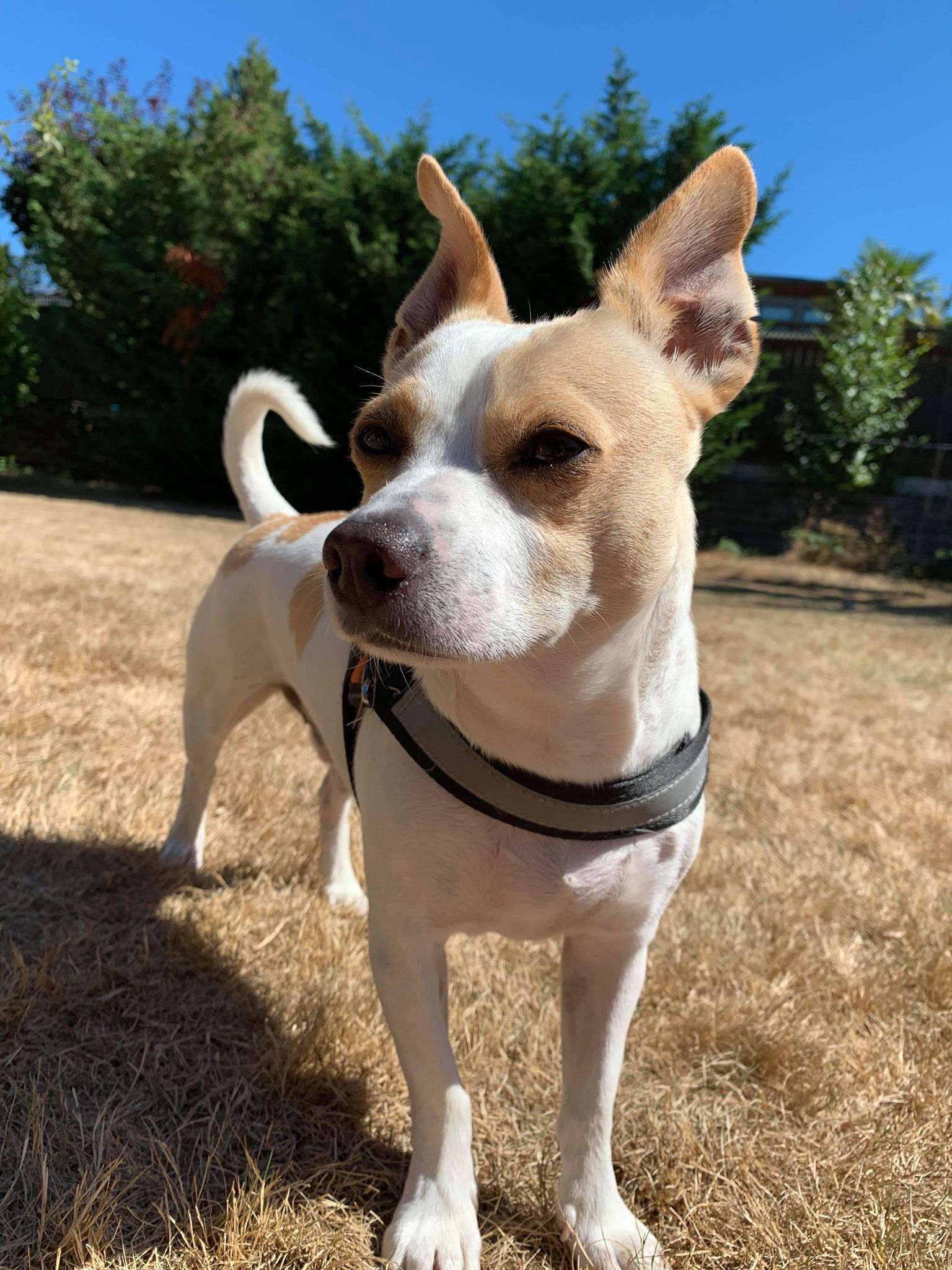 Jack Russell/Chihuahua and Pomeranian: 365-day wait to find forever home in  Burnley, Pendle or the Ribble Valley for inseparable dogs who hadn't been  outside for SIX YEARS