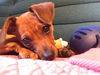 Sage a terrier mix puppy