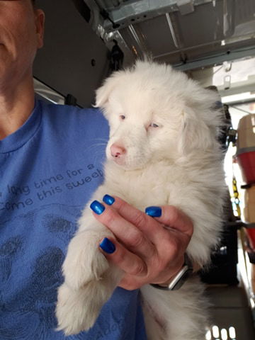 Lucy the deaf aussie puppy