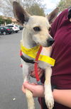 Baxter, and Italian Greyhound Jack russell mix Boy