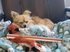 Foxy a young Pomchi boy