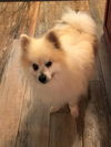 Sonny, a Blind Senior Pomeranian