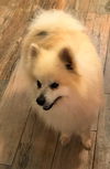 Sonny, a Blind Senior Pomeranian