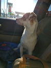 Clyde (keifer) Italian Greyhound-JRT