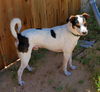 Buster.Lupo a rat Terrier-Italian Greyhound