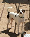 Buster.Lupo a rat Terrier-Italian Greyhound