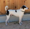 Buster.Lupo a rat Terrier-Italian Greyhound