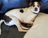 Buster.Lupo a rat Terrier-Italian Greyhound