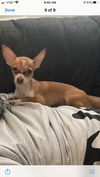 Maisy, a Chihuahua-Terrier mix