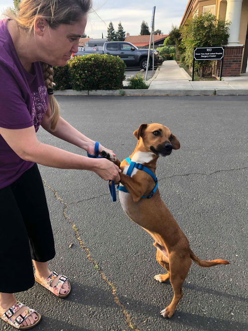 Charlie a Dachshund-Beagle mix male