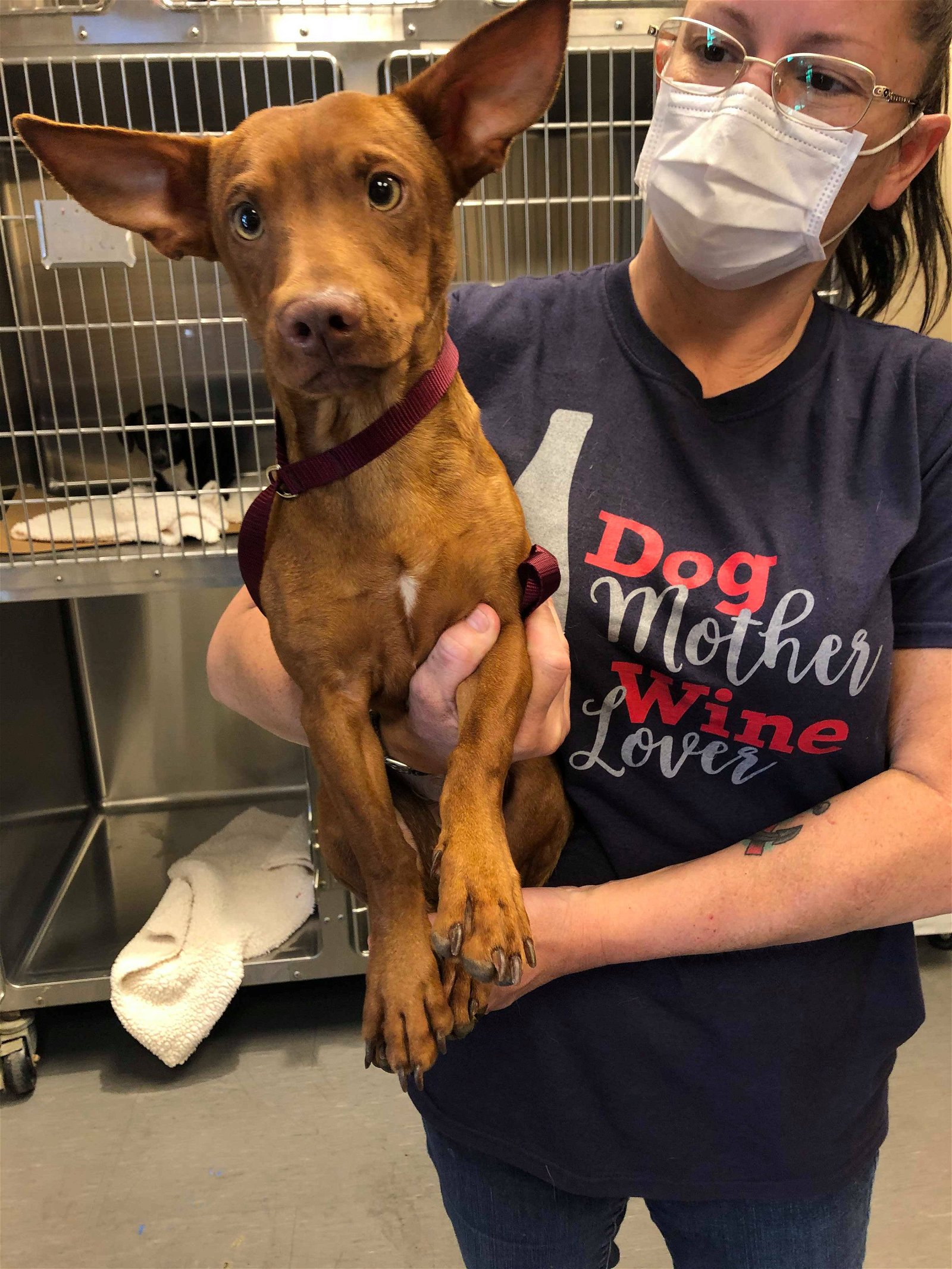 adoptable Dog in Arlington, WA named Lume a Dorgi (dachshund-Corgi)