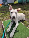 Maxwell, A shepherd Mix