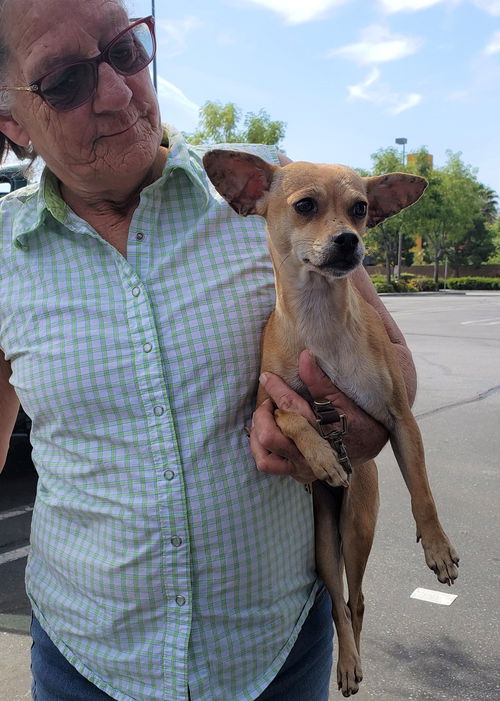 Penny Zee the italian Greyhound Chi