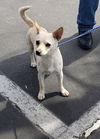 Bailey (formerly Brittany), A corgi mIx girl