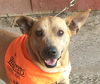 Scooby the shepherd mix