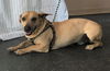 Scooby the shepherd mix
