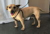 Scooby the shepherd mix