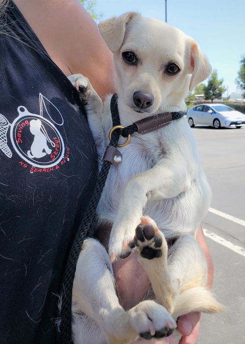 Lily Belle the Jachshund pup