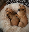 Thelma and Louise. Italian greyhound sisters