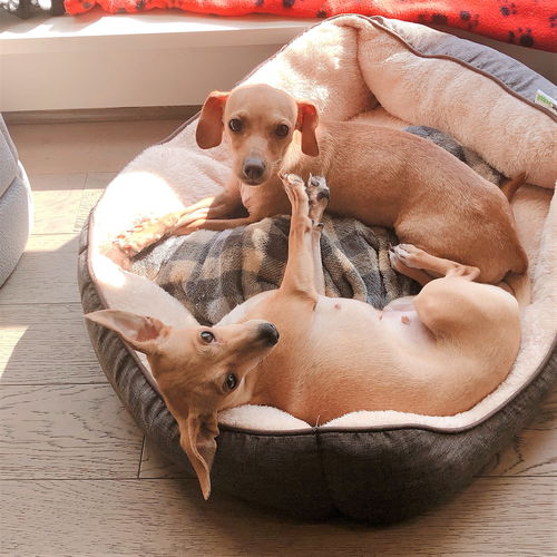 Thelma and Louise. Italian greyhound sisters