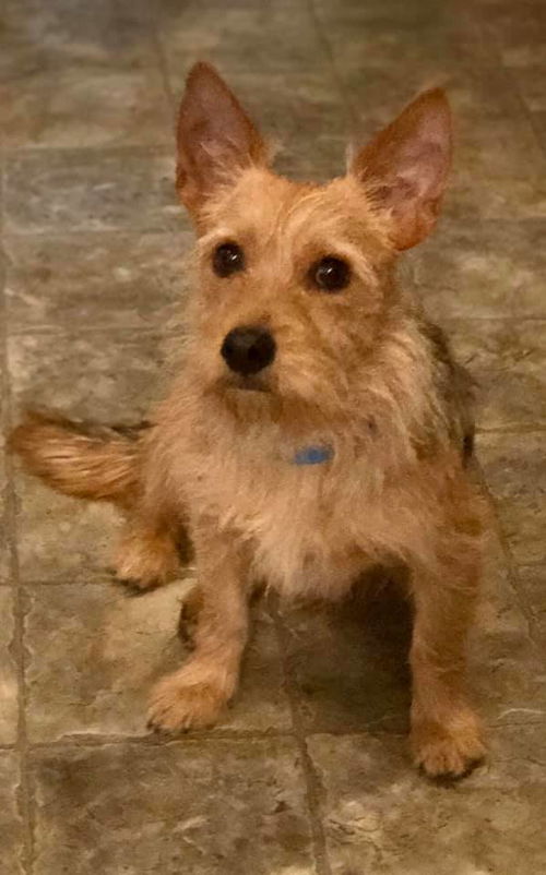 Chewbacca a Yorkie-Jack Russell terrier mix